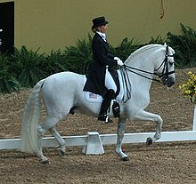 Dressage