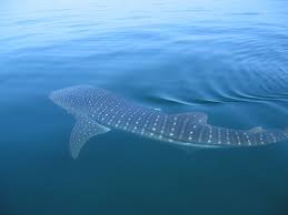 Whale Shark